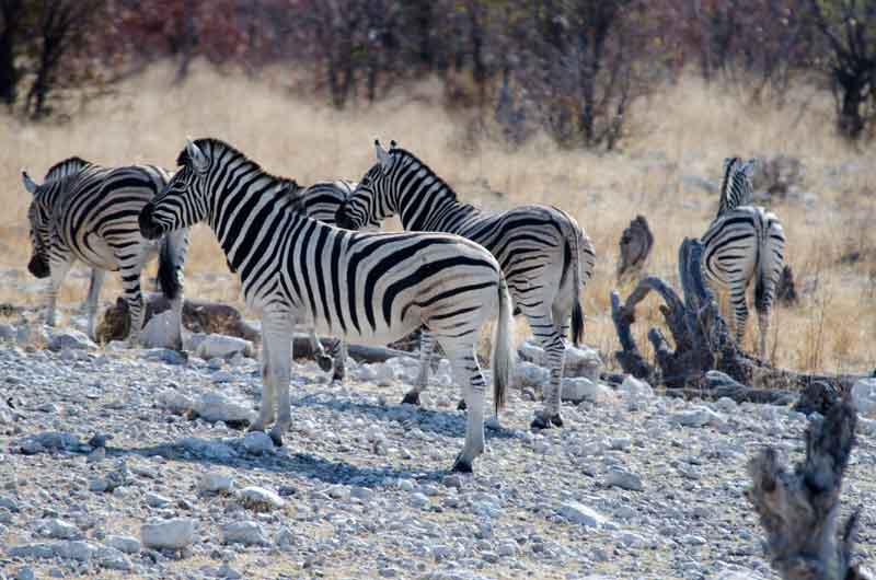 166 - Namibia - cebras - parque nacional de Etosha